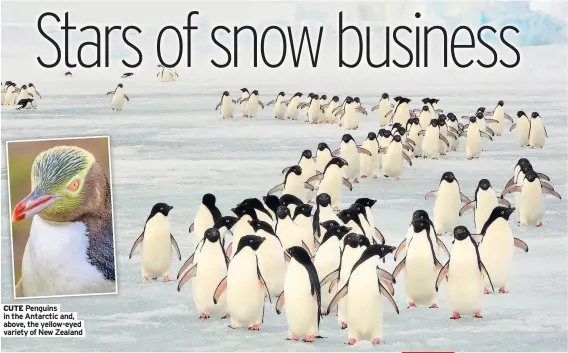  ??  ?? CUTE Penguins in the Antarctic and, above, the yellow-eyed variety of New Zealand