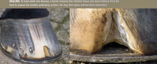  ??  ?? HEALING: To treat white line disease, a farrier removes the infected tissue and dead material from the hoof to expose the healthy underlying surface. He may then apply antimicrob­ial medication.