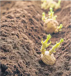  ??  ?? Findings from the second year of trials at Scotland’s potato monitor farm at Coupar Angus were revealed yesterday.