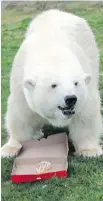  ??  ?? Agee, the polar bear from Abbotsford, is working on a new film.