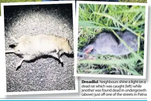  ??  ?? Dreadful Neighbours shine a light on a dead rat which was caught (left) while another was found dead in undergrowt­h (above) just off one of the streets in Patna