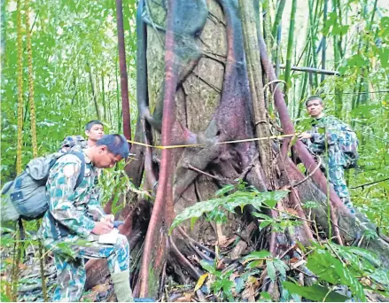  ?? PHOTO BY DEPARTMENT OF NATIONAL PARKS, WILDLIFE AND PLANT CONSERVATI­ON ?? Rangers record the details of a giant tree in Khao Sok National Park in Surat Thani, The park is the location of a pilot project introducin­g ‘smart forest patrolling’.