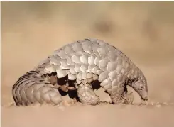  ?? ?? ▴
The Pangolins’ existence is being threatened.