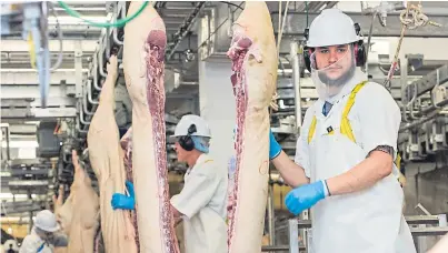  ?? Picture: Alan Richardson. ?? Processing carcases in a slaughterh­ouse. It is estimated that 95% of vets who care for animal welfare in slaughterh­ouses are from overseas.