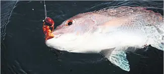  ?? Picture / Geoff Thomas ?? Orange is one of the best colours when using slow jigs like this kabura.