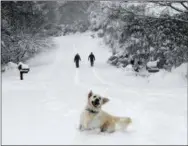  ?? KATHY KMONICEK—ASSOCIATED PRESS ?? Josie, an English Retriever plays in the snow as her owners, Dawn and Mark Lundblad walk a snow-covered Sandy Cove Drive, Sunday, December 9, 2018 in Morganton, N.C. Over a foot of snow fell in the area creating a winter wonderland.