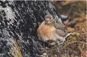  ?? ?? The southern dotterel is one of the species Predator Free Rakiura is hoping to protect on Stewart Island.