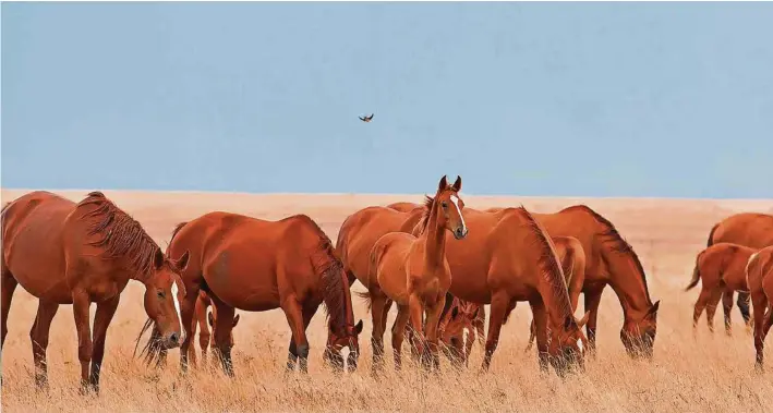  ??  ?? Ci-dessus, des chevaux du Don, montures des Cosaques. La race provient de différents croisement­s effectués durant trois siècles. A droite, le marché de Rostov-sur-le-Don.