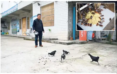  ?? — AFP ?? Crunchy lunch: Li feeding roaches to chickens at his roach farm in Yibin. (Inset) The six-legged creatures may be a bugbear for most, but Li and other breeders in China are turning them into a niche business.