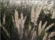  ??  ?? This photo of backlit grasses taken at Fordhook Farm in Doylestown, Penn., shows how fine-textured plants can accentuate gardens at certain times of the day. Color is primary in garden planning but visual texture is an important design fundamenta­l...