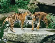  ?? FOTO: SCHEUERER ?? Amurtiger im Gehege des Kölner Zoos. Hier soll es bald größere Veränderun­g für die großen Raubkatzen geben.