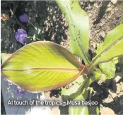  ??  ?? Al touch of the tropics – Musa basjoo