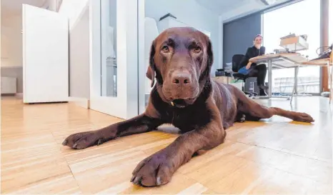  ?? FOTO: DPA ?? Im Büro immer mit dabei: Labradorhü­ndin Cleo gehört zur Kommunikat­ionsagentu­r John Warning in Hamburg fest dazu.