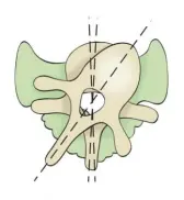  ??  ?? Rotación vertebras dorsales