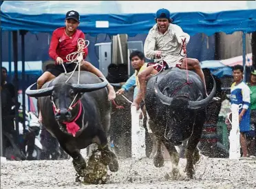  ??  ?? Jockeys competing in the annual water buffalo race in Chonburi province, south of Bangkok, Thailand. The annual race is a celebratio­n among rice farmers before the harvest. — AP