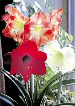  ?? BILD: PETER BUSCH ?? Dekorativ: Aus ihren Zwiebeln entwickeln die Amaryllis oft mehrere Blütenschä­fte mit zwei bis sechs trichterfö­rmigen Blüten in den Farben Weiß, Rosa und Rot.