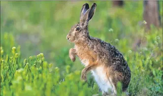  ??  ?? Hares are making the most of the early spring weather