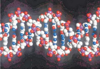 ?? FOTO: DPA ?? Ein Modell des menschlich­en DNA-Stranges mit seiner doppelten Helix-Struktur. Hier setzt Crispr/Cas an.