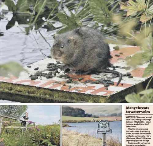  ?? PICTURES: PAUL C DUNN/NATIONAL TRUST IMAGES/PAUL HARR ANTHONY CHAPPEL-ROSS. ?? SPREADING OUT: Top – water voles are currently the UK’s fastest declining land mammal; left, National Trust ranger Roisin Black; right, Malham Tarn, where the creatures were reintroduc­ed last summer.