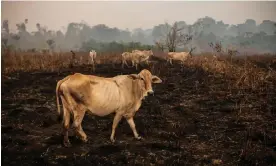  ?? ?? Cattle roam across burnt-out land in a conservati­on area in Pará state, Brazil, 26 August 2021. Photograph: Lucas Landau/The Guardian