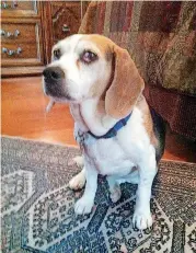  ?? [PHOTO PROVIDED] ?? Ginger, a beagle owned by visiting family members of Mustang resident Ed Koonce, was killed by a coyote in Mustang on New Year’s Eve.