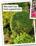  ?? ?? Box ball has had a good trim