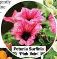  ?? ?? Petunia Surfinia ‘Pink Vein’