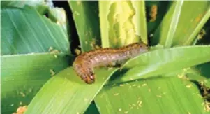  ??  ?? According to researcher­s the fall armyworm can feed on over 80 crop plants including maize, rice, sorghum, millet, sugarcane, vegetable crops and cotton, although it prefers maize the most