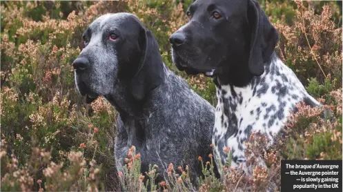  ??  ?? The braque d’auvergne — the Auvergne pointer— is slowly gaining popularity in the UK