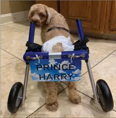  ?? SUBMITTED PHOTO ?? When Teddy was first fostered, advocates bought him a wheel chair to move around as he was unable to use his back legs to walk around.