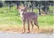  ?? FOTO: PR ?? Der Wolf wurde erst bei Überlingen gesichtet.