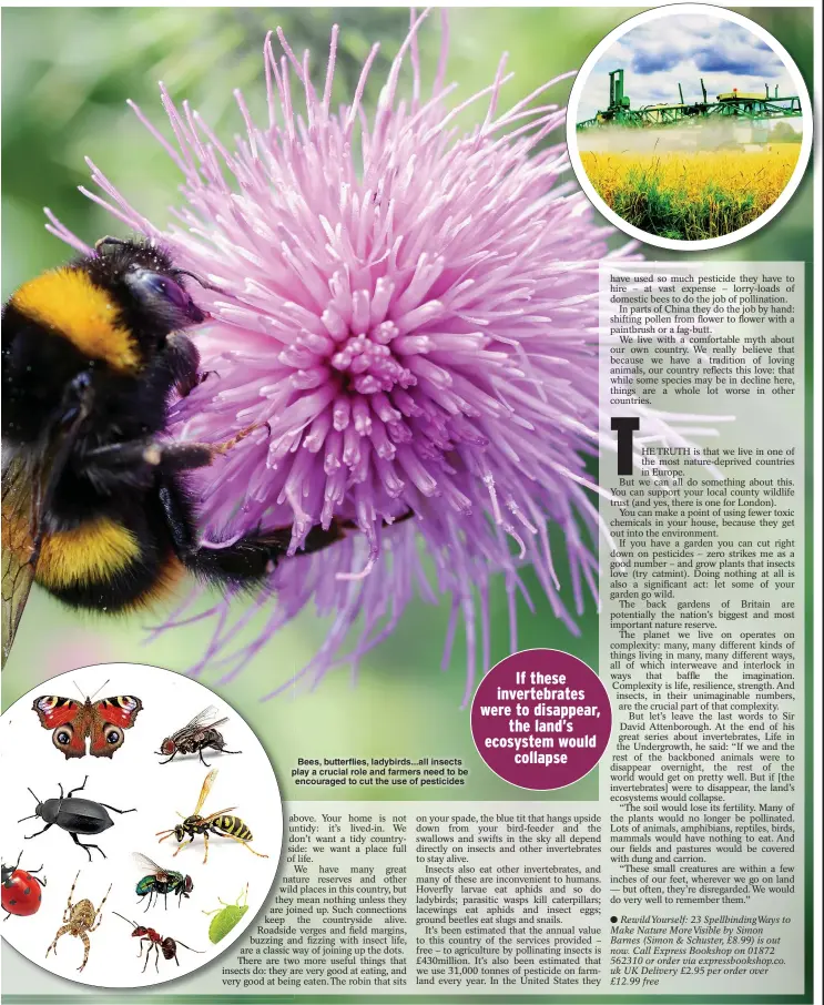  ?? Picture: iSTOCKPHOT­O ?? Bees, butterflie­s, ladybirds...all insects play a crucial role and farmers need to be encouraged to cut the use of pesticides