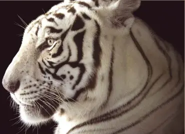  ??  ?? Striking nature footage, including that of a white Bengal tiger, from National Geographic will be on display at the event in the Gaelic Grounds