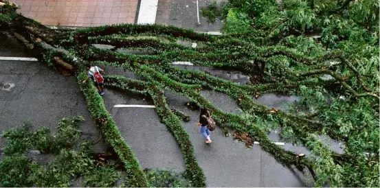  ??  ?? MADEIRA Árvore derrubada pela chuva na alameda Lorena, região dos Jardins; temporal de ontem causou alagamento­s e prejudicou o trânsito