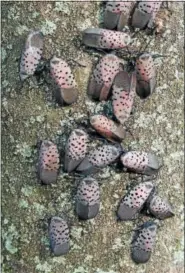  ?? SUBMITTED PHOTO ?? The spotted lanternfly is considered a threat to crops and many are working to prevent it from spreading.