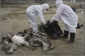  ?? GUADALUPE PARDO — THE ASSOCIATED PRESS FILE ?? Municipal workers collect dead pelicans on Santa Maria beach in Lima, Peru, Tuesday, Nov. 30, 2022, as thousands of birds have died in November along the Pacific of Peru from bird flu, according to The National Forest and Wildlife Service (Serfor). The bird flu virus drawing attention in 2023 — Type A H5N1 — was first identified in 1959, by investigat­ors looking into a flu outbreak in chickens in Scotland. Like other viruses, it has evolved over time, spawning newer versions of itself.