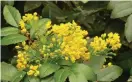  ?? DREAMSTIME ?? Mahonia, or Canadian holly, is faster-growing lookalike to holly that produces yellow flowers in spring.