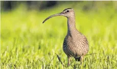  ?? FOTOS: GERHARD KERSTING ?? Werden seltener im Bodenseekr­eis: die Feldlerche (links) und der Große Brachvogel.