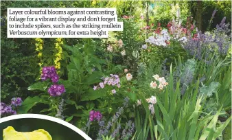  ??  ?? Layer colourful blooms against contrastin­g foliage for a vibrant display and don’t forget to include spikes, such as the striking mullein Verbascum olympicum, for extra height