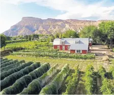  ?? Provided by Airbnb ?? Enjoy your stay in a renovated barn surrounded by a vineyard in Palisade.