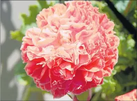  ?? SUPPLIED PHOTO: ?? POPPIES grow well in the garden and are a great cut flower. Above left: peony. Above right: Shirley. Right: Anzac