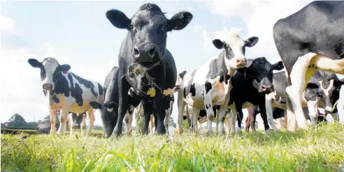  ?? Photo / NZME ?? Fewer cows per hectare translates into lower milk production and less profit, albeit for a slight reduction in emissions.