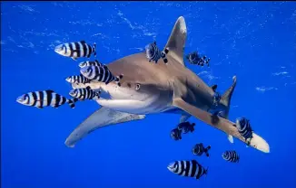  ??  ?? An oceanic whitetip photograph­ed with the Canon PowerShot G1 X Mark III, f/11, 1/160s, ISO400