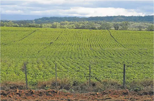  ??  ?? SUSTENTABI­LIDAD. El 80% del Gran Chaco mantiene sus ambientes naturales y es también una posible zona de expasión agrícola.