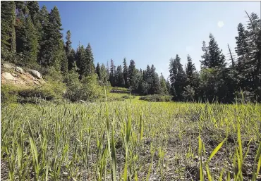  ?? JOSIE LEPE — STAFF PHOTOGRAPH­ER ?? The abandoned Powder Bowl ski area in Tahoe City was graded by bulldozers and has little plant diversity.