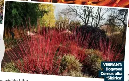  ?? ?? VIBRANT: Dogwood Cornus alba ‘Sibirica’