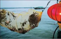  ??  ?? From left: Hairy crabs are netted at Yangcheng Lake in Xiangcheng district of Suzhou, which is the origin of dazhaxie, or hairy crabs. The monthlong cultural and art event boosts the local nighttime economy.