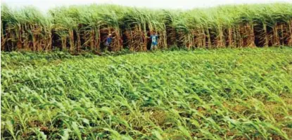  ??  ?? Workers tend sugarcane and corn crops at one of the co-op’s 80-hectare farms in Iguig, Cagayan.