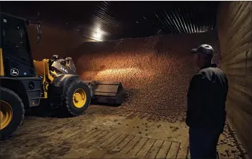  ?? CARLOS OSORIO — THE ASSOCIATED PRESS ?? Potato farmer Brian Sackett watches as potatoes are moved from a storage bin at his farm in Mecosta, Mich.