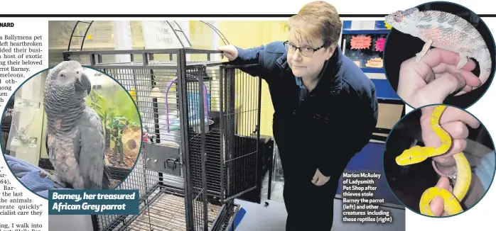  ??  ?? Barney, her treasured African Grey parrot Marion McAuley of Ladysmith
Pet Shop after thieves stole Barney the parrot (left) and other creatures including these reptiles (right)